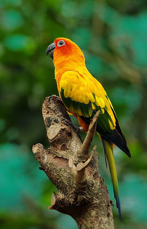 Conure Bird